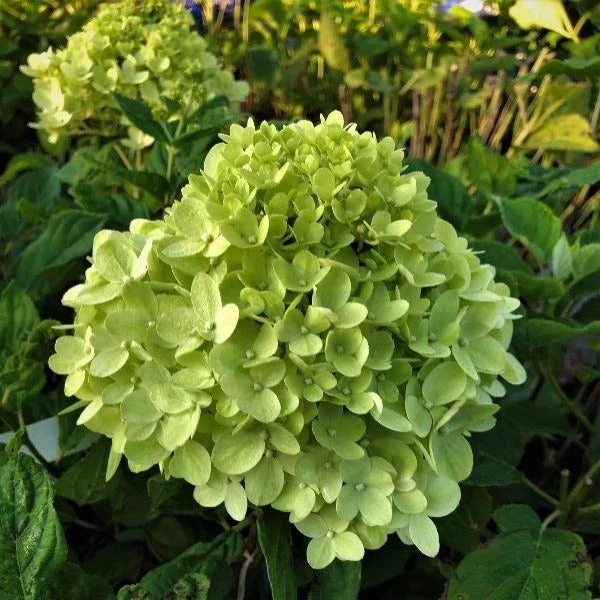 Garden Goods Direct Proven Winners® Color Choice® Little Lime® Hydrangea Shrubs 1 Garden Goods Direct Proven Winners® Color Choice® Little Lime® Hydrangea Shrubs