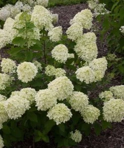 Garden Goods Direct Proven Winners® Color Choice® Little Lime® Hydrangea Shrubs 7 Garden Goods Direct Proven Winners® Color Choice® Little Lime® Hydrangea Shrubs