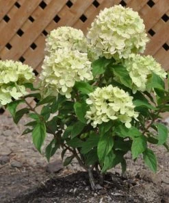 Garden Goods Direct Proven Winners® Color Choice® Little Lime® Hydrangea Shrubs