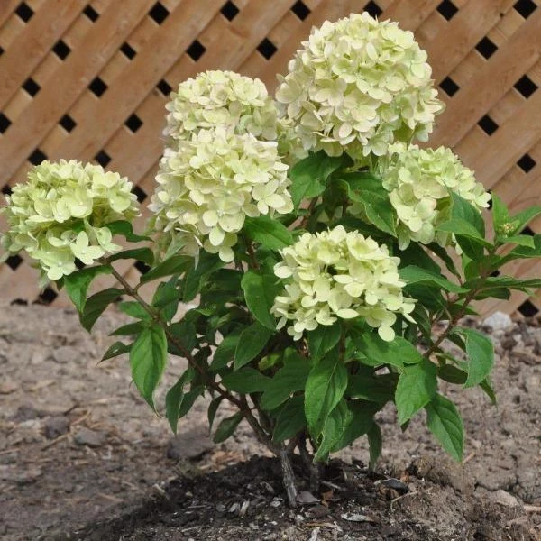Garden Goods Direct Proven Winners® Color Choice® Little Lime® Hydrangea Shrubs 2 Garden Goods Direct Proven Winners® Color Choice® Little Lime® Hydrangea Shrubs