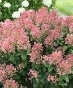 Garden Goods Direct Shrubs Proven Winners® Color Choice® Little Quick Fire® Hydrangea