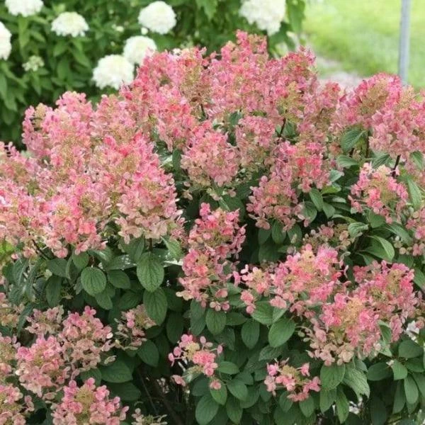 Garden Goods Direct Shrubs Proven Winners® Color Choice® Little Quick Fire® Hydrangea 2 Garden Goods Direct Shrubs Proven Winners® Color Choice® Little Quick Fire® Hydrangea
