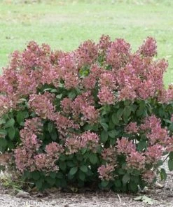Garden Goods Direct Shrubs Proven Winners® Color Choice® Little Quick Fire® Hydrangea