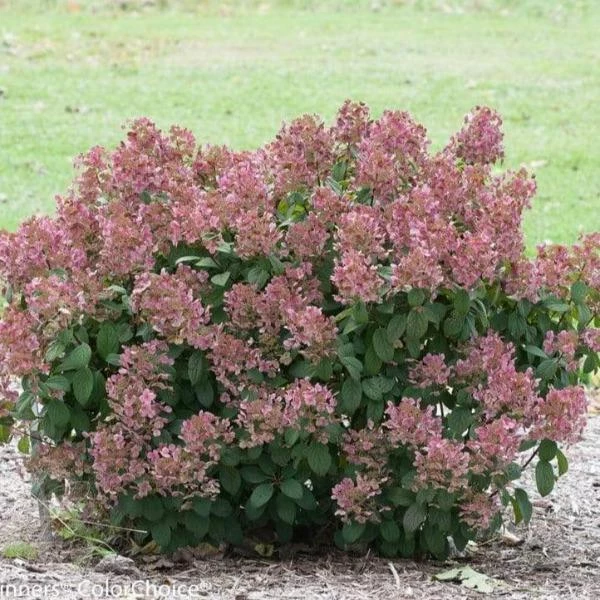 Garden Goods Direct Shrubs Proven Winners® Color Choice® Little Quick Fire® Hydrangea 1 Garden Goods Direct Shrubs Proven Winners® Color Choice® Little Quick Fire® Hydrangea