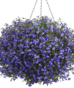 Garden Goods Direct Dark Blue Lobelia
