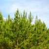 Garden Goods Direct Trees Loblolly Pine