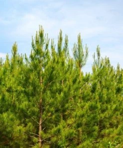 Garden Goods Direct Trees Loblolly Pine