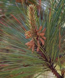 Garden Goods Direct Trees Loblolly Pine 6 Garden Goods Direct Trees Loblolly Pine