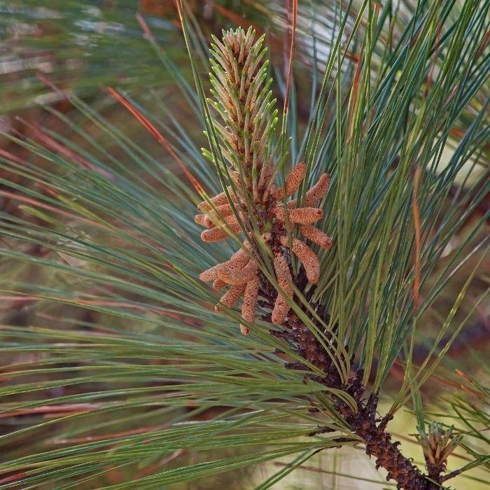 Garden Goods Direct Trees Loblolly Pine 3 Garden Goods Direct Trees Loblolly Pine