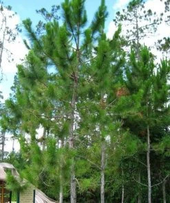 Garden Goods Direct Trees Loblolly Pine 7 Garden Goods Direct Trees Loblolly Pine