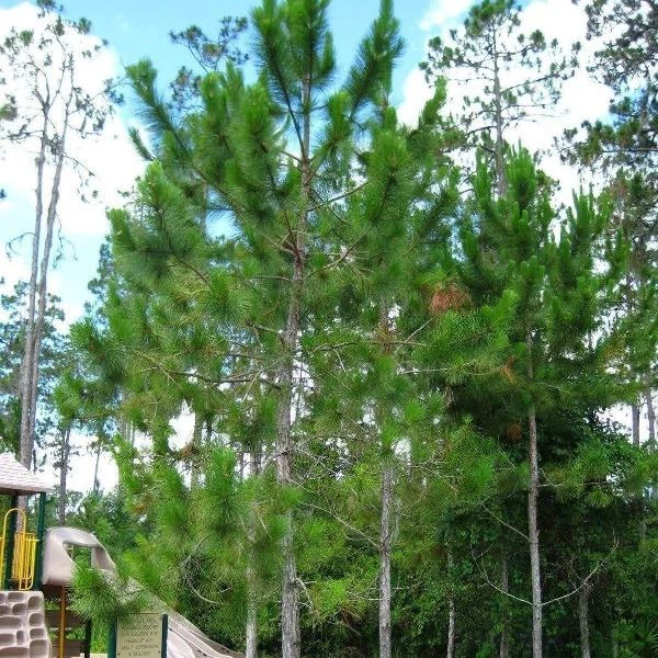 Garden Goods Direct Trees Loblolly Pine 4 Garden Goods Direct Trees Loblolly Pine