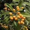 Garden Goods Direct Gold Nugget Loquat Tree