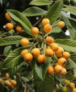 Garden Goods Direct Gold Nugget Loquat Tree