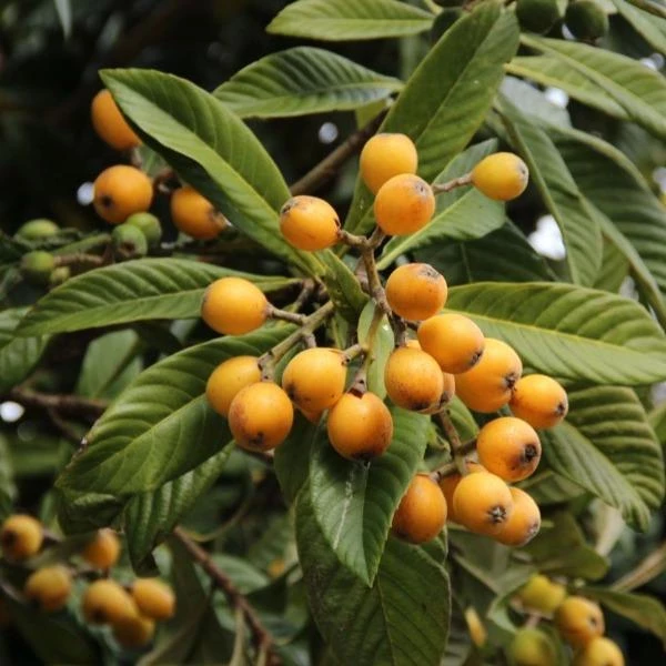 Garden Goods Direct Gold Nugget Loquat Tree 1 Garden Goods Direct Gold Nugget Loquat Tree