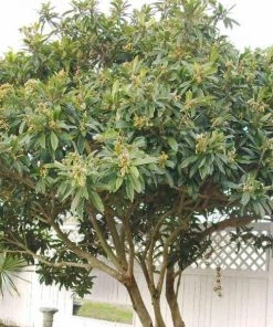 Garden Goods Direct Gold Nugget Loquat Tree 7 Garden Goods Direct Gold Nugget Loquat Tree