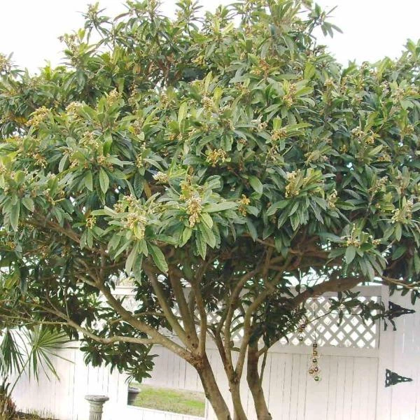 Garden Goods Direct Gold Nugget Loquat Tree 4 Garden Goods Direct Gold Nugget Loquat Tree