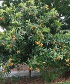 Garden Goods Direct Gold Nugget Loquat Tree