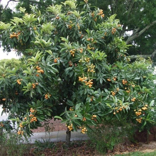 Garden Goods Direct Gold Nugget Loquat Tree 2 Garden Goods Direct Gold Nugget Loquat Tree