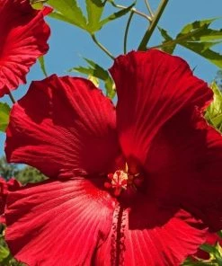 Garden Goods Direct Hibiscus Lord Baltimore Perennials