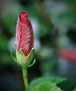 Garden Goods Direct Hibiscus Lord Baltimore Perennials