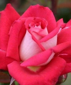 Garden Goods Direct Love Rose Bush Shrubs