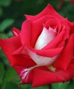 Garden Goods Direct Love Rose Bush Shrubs