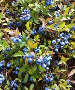 Garden Goods Direct Fruit & Nut Low Bush Blueberry Bushes