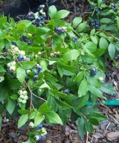 Garden Goods Direct Fruit & Nut Low Bush Blueberry Bushes