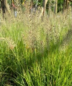 Garden Goods Direct Pennisetum Lumen Gold Perennials