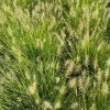 Garden Goods Direct Pennisetum Lumen Gold Perennials