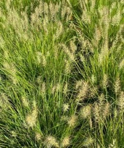 Garden Goods Direct Pennisetum Lumen Gold Perennials