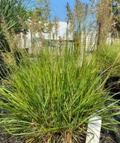 Garden Goods Direct Pennisetum Lumen Gold Perennials