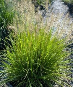 Garden Goods Direct Pennisetum Lumen Gold Perennials