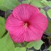 Garden Goods Direct Hibiscus Luna Rose Perennials
