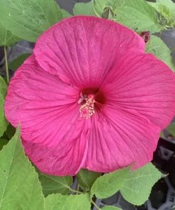 Garden Goods Direct Hibiscus Luna Rose Perennials