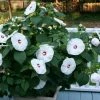 Garden Goods Direct Hibiscus Head Over Heels Blush Perennials