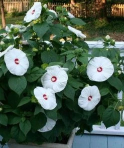 Garden Goods Direct Hibiscus Head Over Heels Blush Perennials