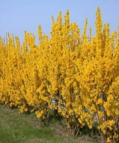 Garden Goods Direct Lynwood Gold Forsythia Shrubs