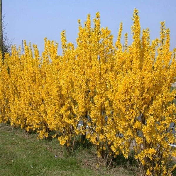 Garden Goods Direct Lynwood Gold Forsythia Shrubs 1 Garden Goods Direct Lynwood Gold Forsythia Shrubs