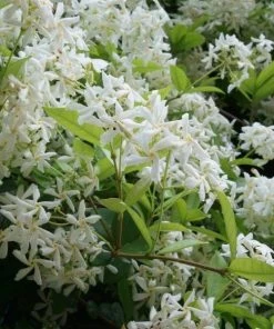 Garden Goods Direct Shrubs Star Jasmine