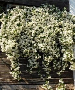 Garden Goods Direct Shrubs Star Jasmine