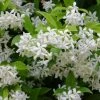 Garden Goods Direct Shrubs Star Jasmine