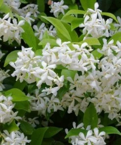 Garden Goods Direct Shrubs Star Jasmine