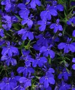 Garden Goods Direct Dark Blue Lobelia