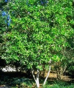 Garden Goods Direct Sweetbay Magnolia Trees