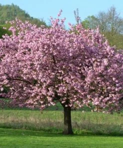 Garden Goods Direct Ann Magnolia