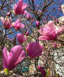 Garden Goods Direct Ann Magnolia