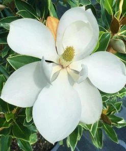 Garden Goods Direct Little Gem Magnolia