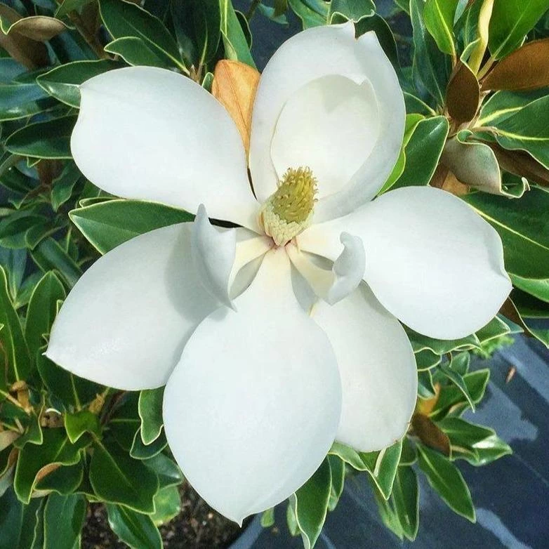 Garden Goods Direct Little Gem Magnolia 1 Garden Goods Direct Little Gem Magnolia