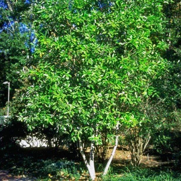 Garden Goods Direct Sweetbay Magnolia Trees 2 Garden Goods Direct Sweetbay Magnolia Trees